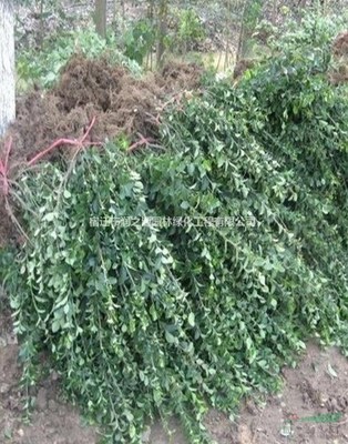 大葉扶芳藤各種規格*、扶芳藤苗木