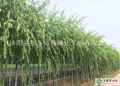 【江蘇【青皮垂柳】最新青皮垂柳_價格_圖片_產(chǎn)地報價表詳情描述供應|大葉黃楊 瓜子黃楊 金葉女貞 紅葉小檗 叢生紫荊 叢生紫薇 紫葉李 重生花石榴 等200種綠化苗木沭陽縣寒冬園林綠化工程商鋪